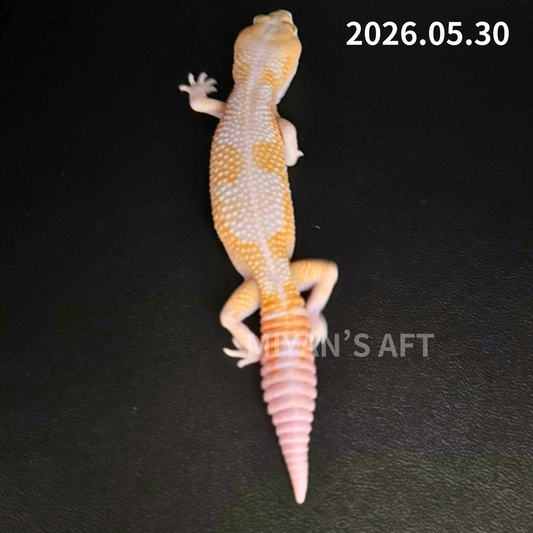 MA-0047 キャラメルアメルズールー ♂