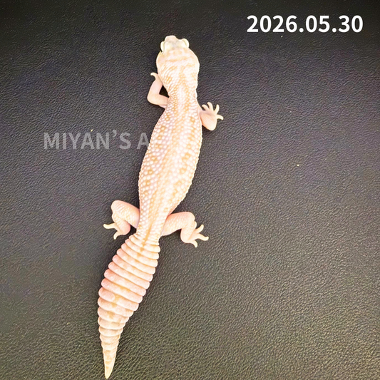 MA-0050 ホワイトアウトアメルオレオパターンレス ♀