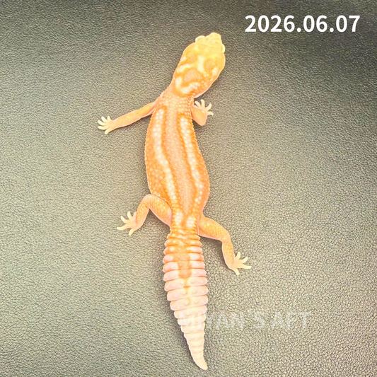 MA-0063 ホワイトアウトアメルズールー hetキャラメルオレオ ♀