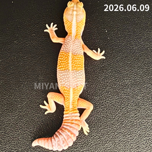 MA-0073 アメル het パターンレス 66%hetキャラメル ♂