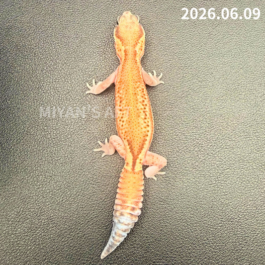 MA-0077 パターンレス hetアメル ♂
