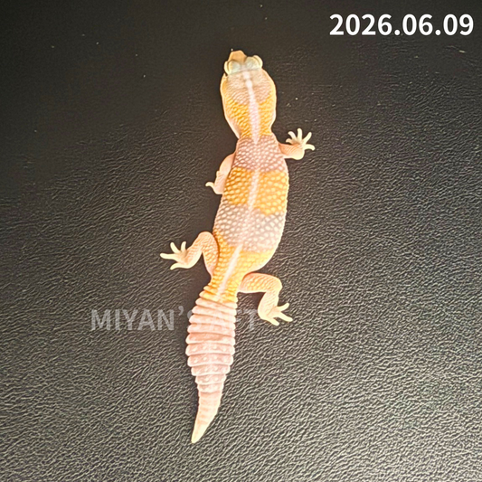 MA-0078 アメル hetパターンレス 66%キャラメル ♀