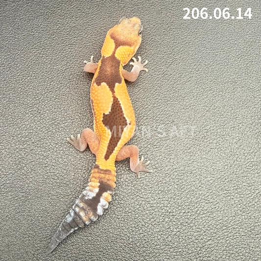 MA-0097 ズールー het オレオ ♀