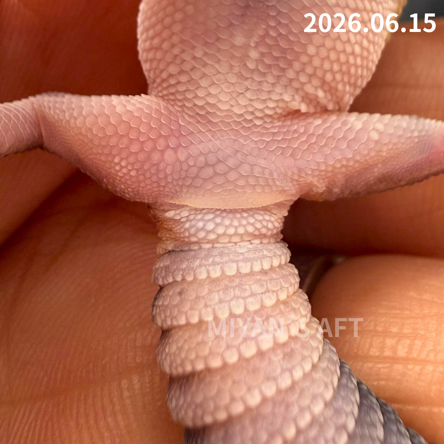 MA-0106 ズールー ♂