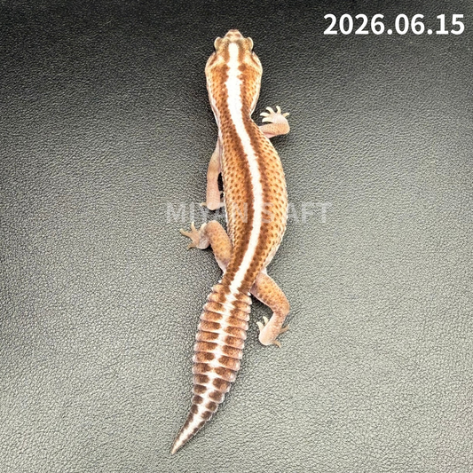 MA-0107 パターンレス het オレオ ♀