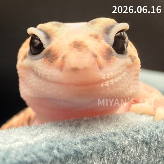 MA-0075 ホワイトアウトパターンレス hetアメル 66%キャラメル ♂