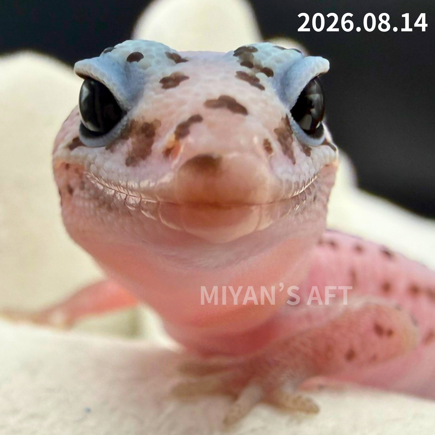 MA-0112　ホワイトアウト オレオ パターンレス het アメル　♀