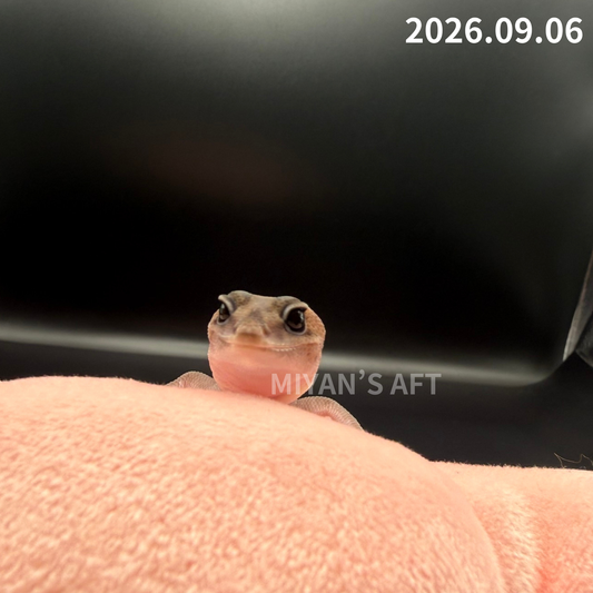 MA-0110　パターンレス het アメル　♀