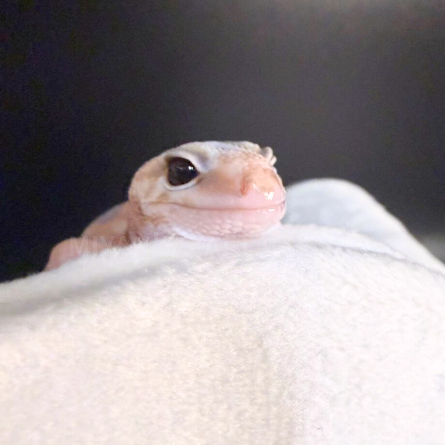 【様子見】MA-0043　ホワイトアウトキャラメルズールーhetアメルオレオ　♂