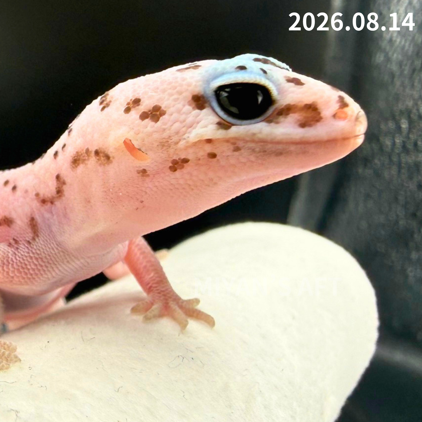 MA-0112　ホワイトアウト オレオ パターンレス het アメル　♀
