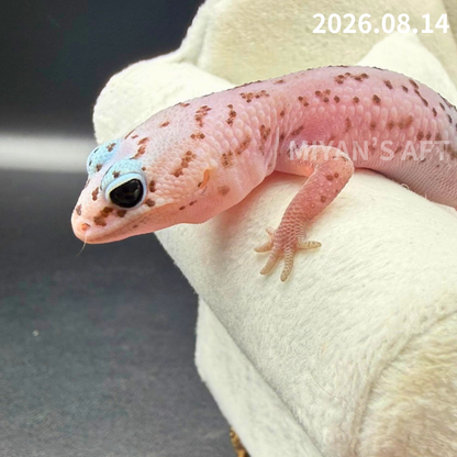 MA-0112　ホワイトアウト オレオ パターンレス het アメル　♀