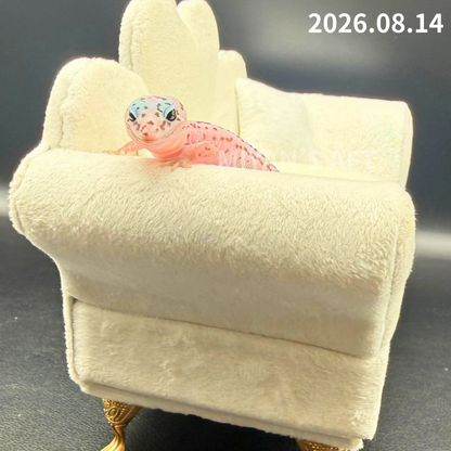 MA-0112　ホワイトアウト オレオ パターンレス het アメル　♀