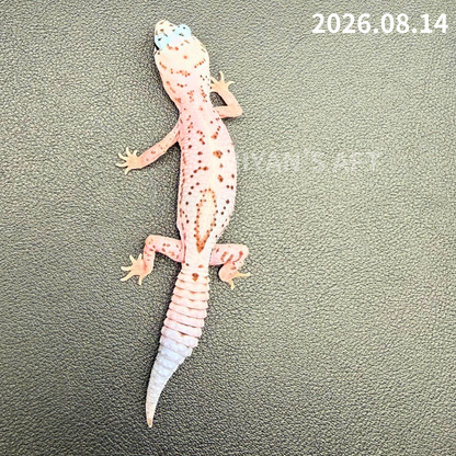 MA-0112　ホワイトアウト オレオ パターンレス het アメル　♀