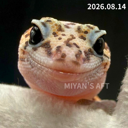 MA-0113　ホワイトアウト パターンレス het アメルオレオ　♀