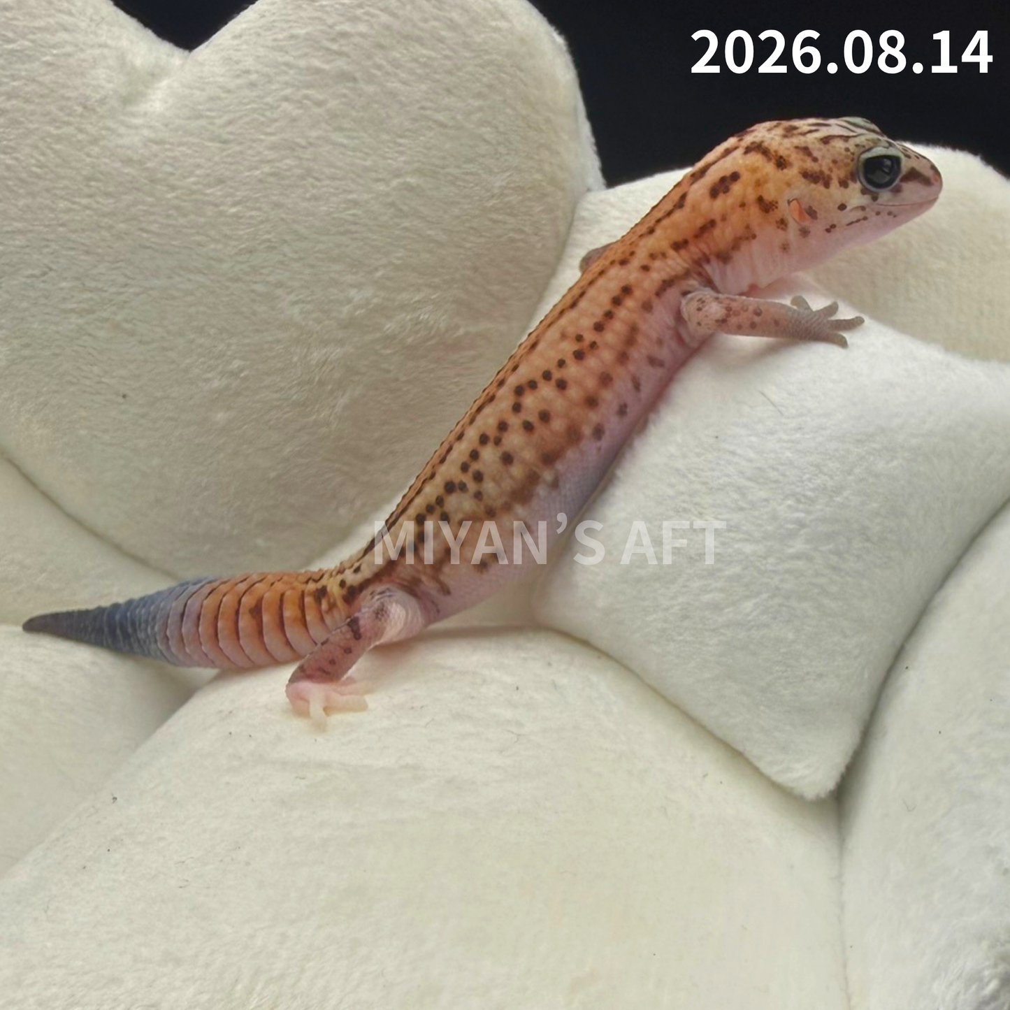 MA-0113　ホワイトアウト パターンレス het アメルオレオ　♀