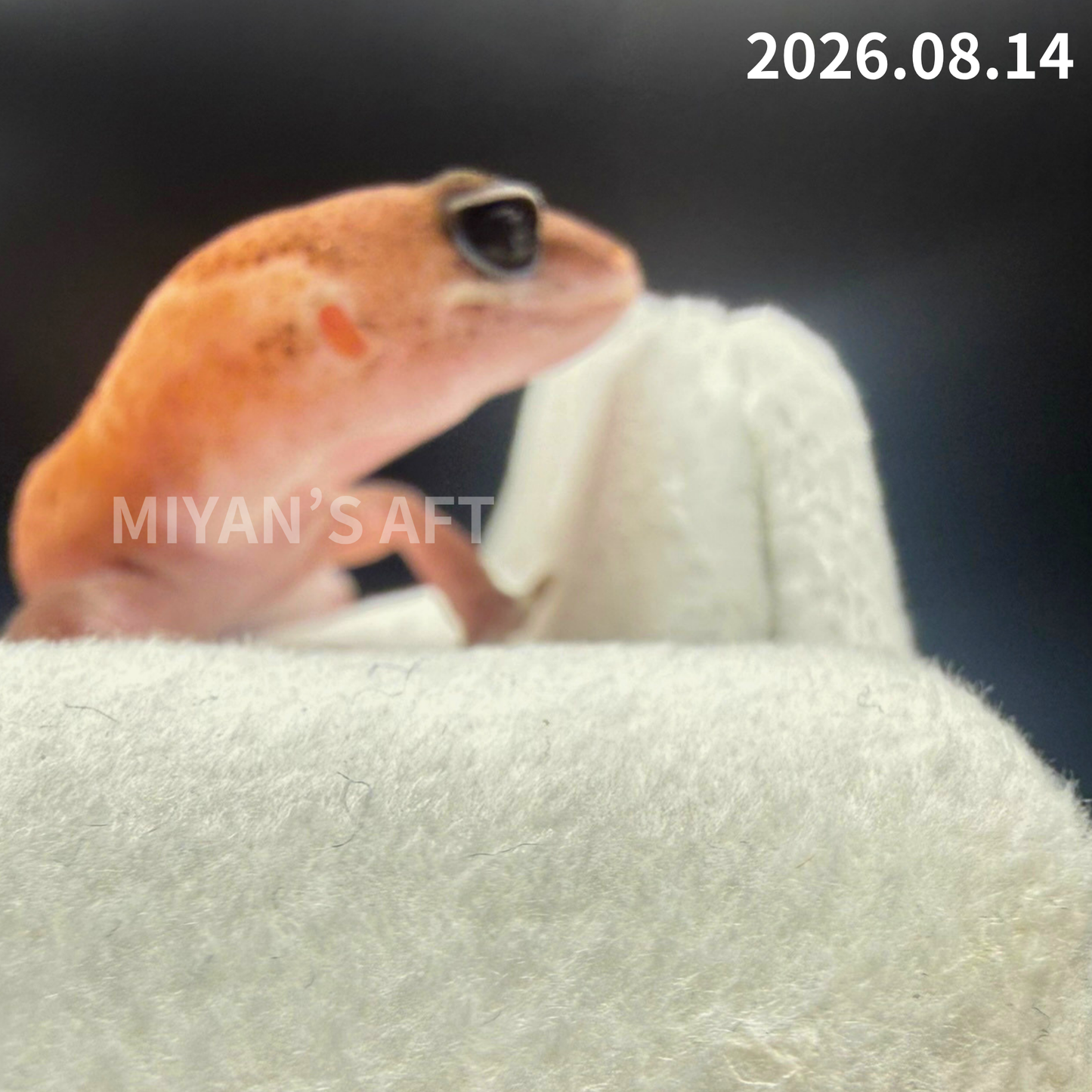 MA-0110　パターンレス het アメル　♀