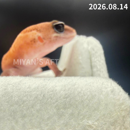 MA-0110　パターンレス het アメル　♀