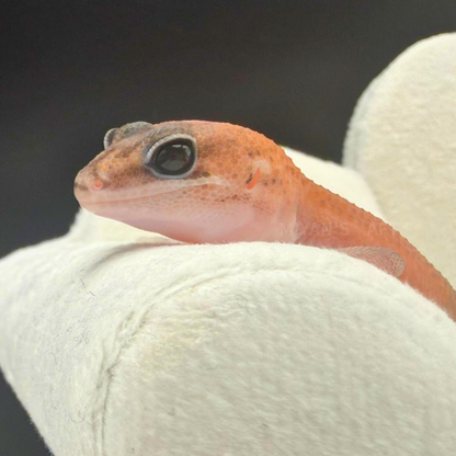 MA-0061　パターンレス hetアメルゴースト　♂