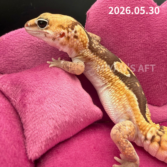 MA-0039　ズールー hetゴーストパターンレス 50%hetキャラメル　♀