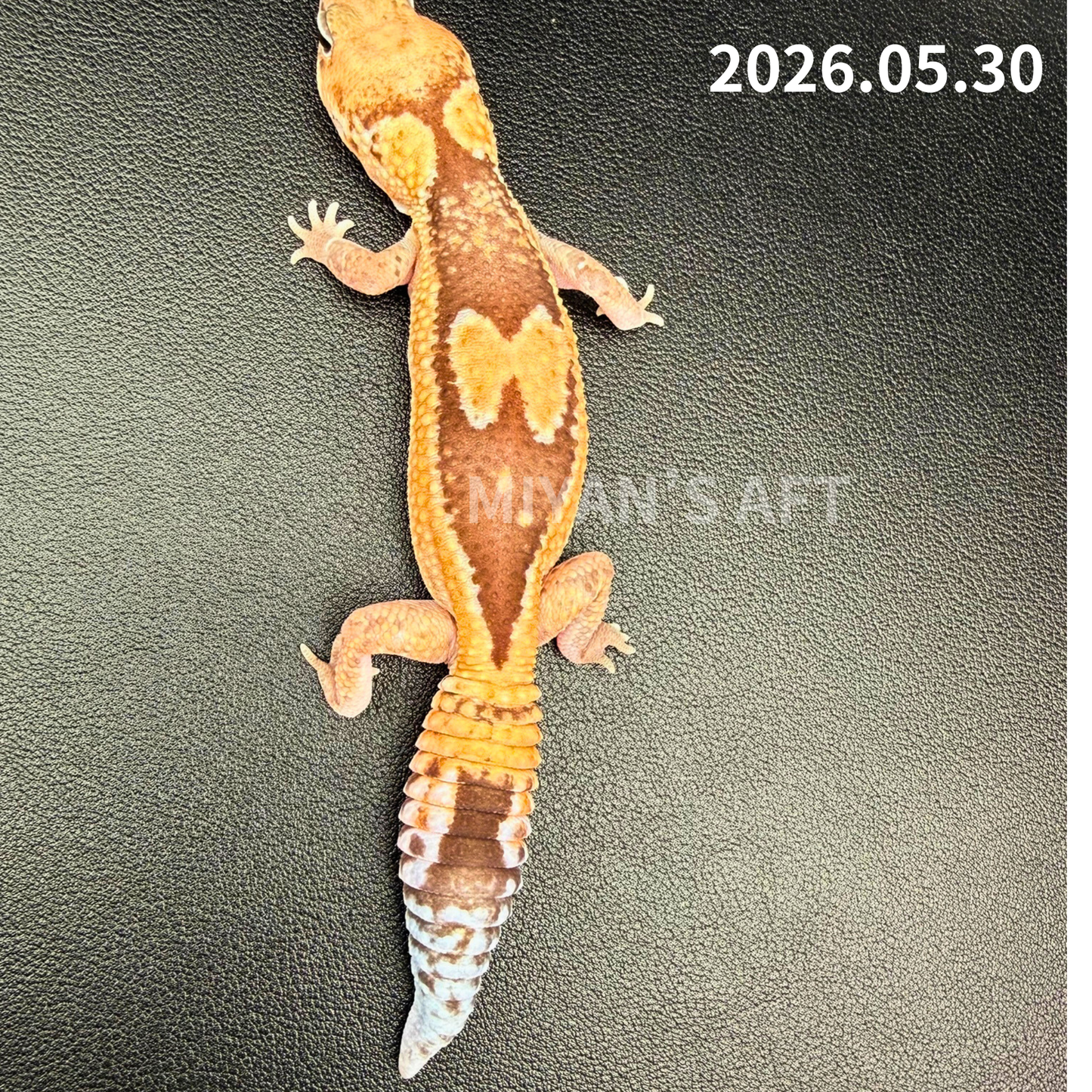 MA-0039　ズールー hetゴーストパターンレス 50%hetキャラメル　♀