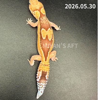 MA-0039　ズールー hetゴーストパターンレス 50%hetキャラメル　♀