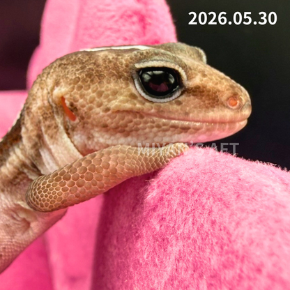 MA-0044　オレオパターンレス hetアメル　♀　
