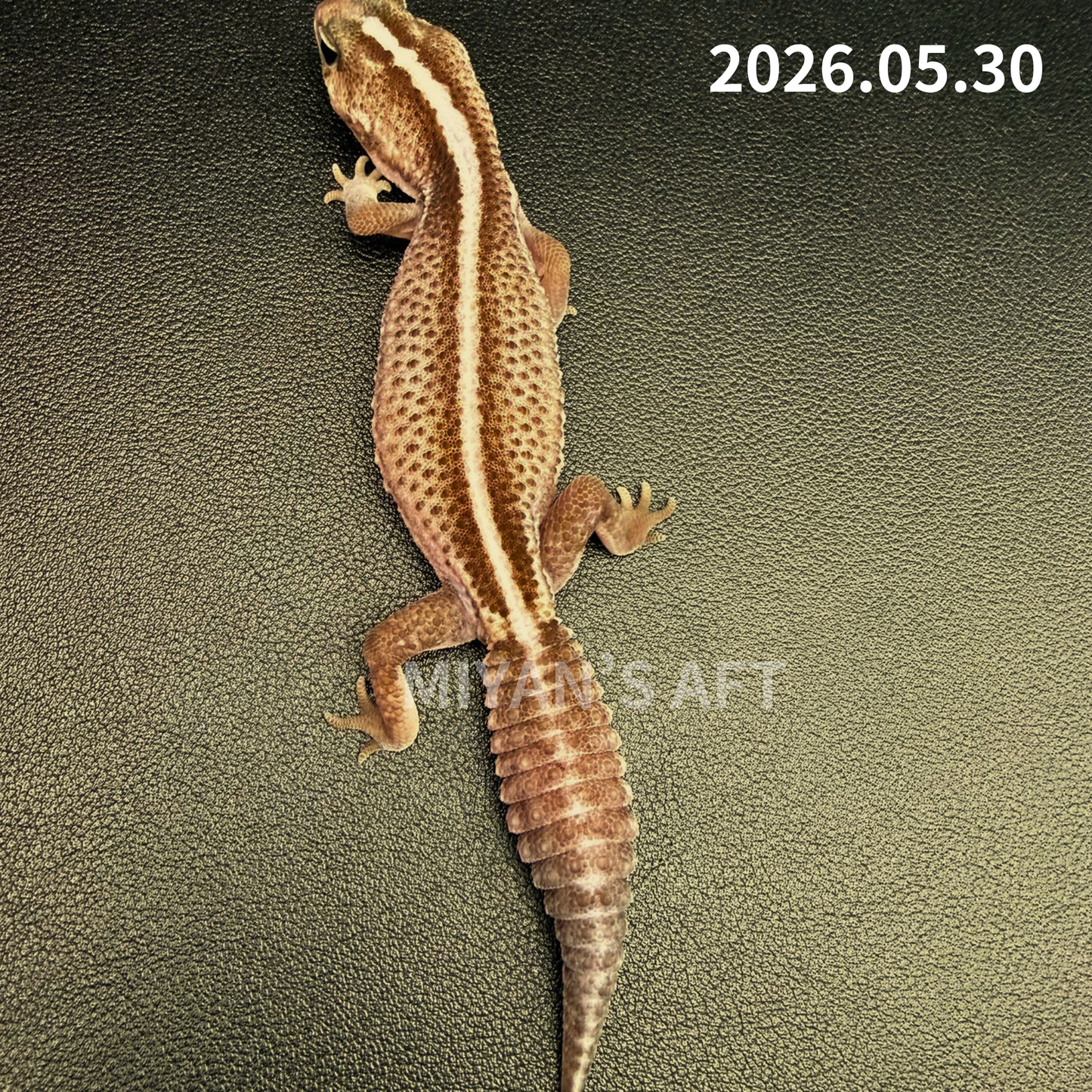 MA-0044　オレオパターンレス hetアメル　♀　