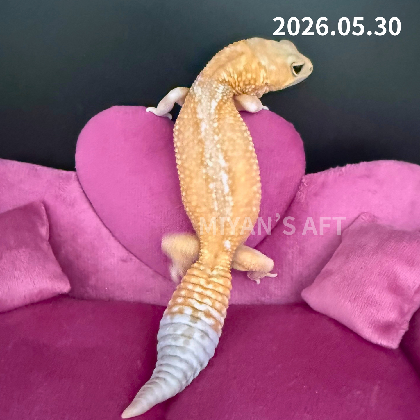 MA-0035　ホワイトアウトアメルズールー hetパターンレス　♀