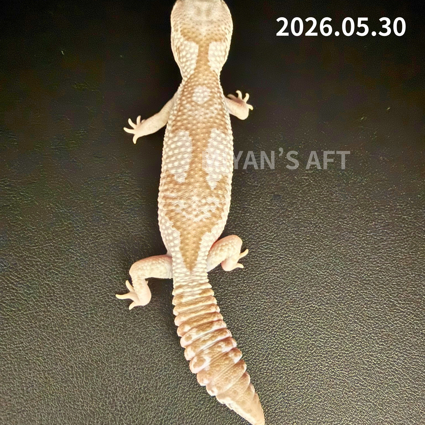 MA-0045　キャラメルオレオズールー hetゴースト　♂ 　