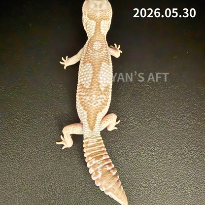 MA-0045　キャラメルオレオズールー hetゴースト　♂ 　