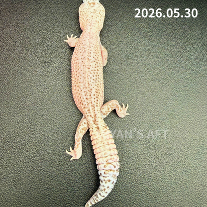 MA-0046　オレオズールーパターンレス　♂