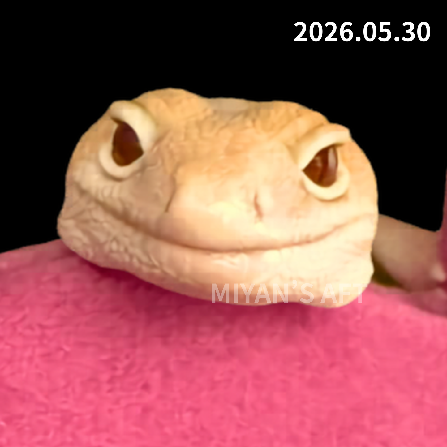 MA-0047　キャラメルアメルズールー　♂