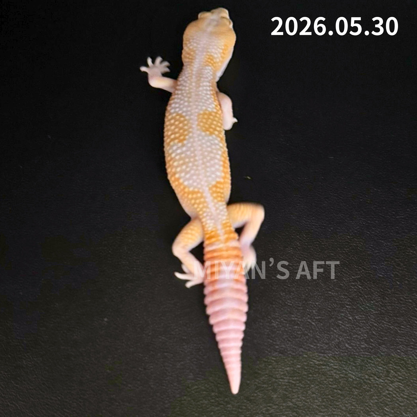 MA-0047　キャラメルアメルズールー　♂