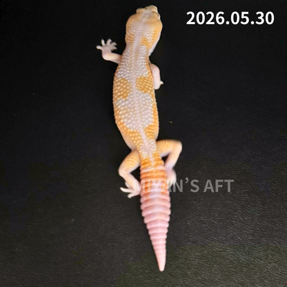 MA-0047　キャラメルアメルズールー　♂