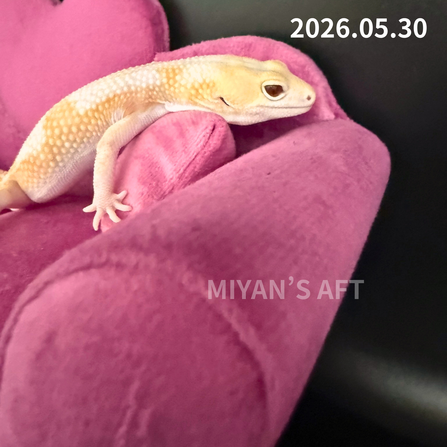MA-0047　キャラメルアメルズールー　♂