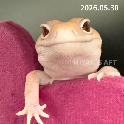 MA-0048　キャラメルアメルズールー hetオレオ　♂　