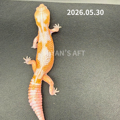 MA-0048　キャラメルアメルズールー hetオレオ　♂　
