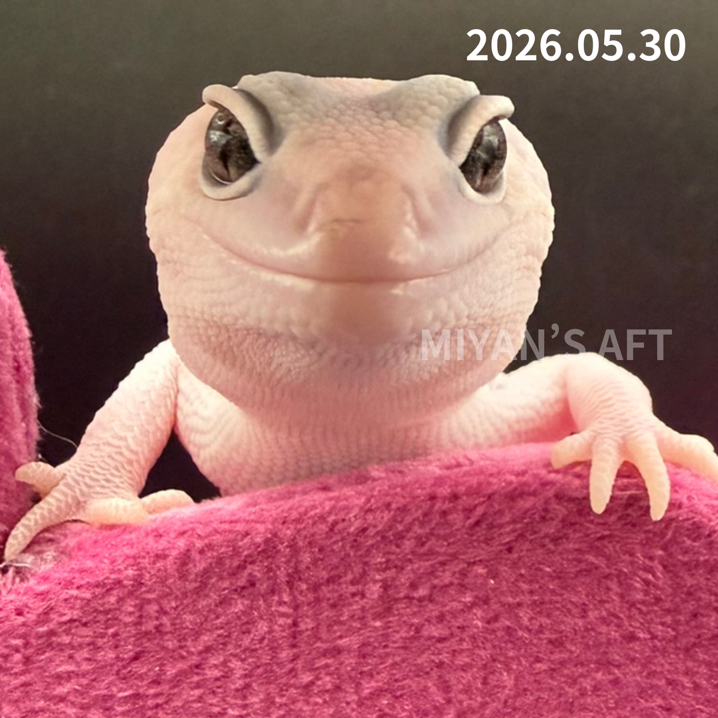 MA-0049　ホワイトアウトゴーストオレオズールー　♂　