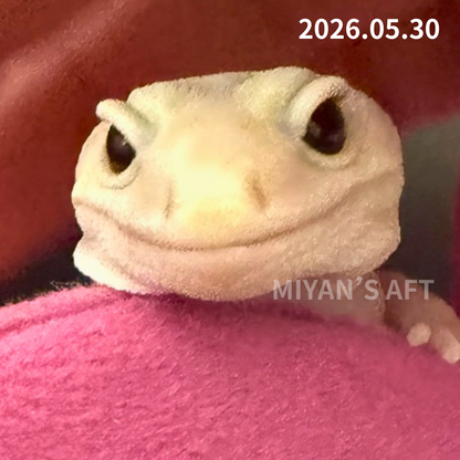 MA-0050　ホワイトアウトアメルオレオパターンレス 　♀　