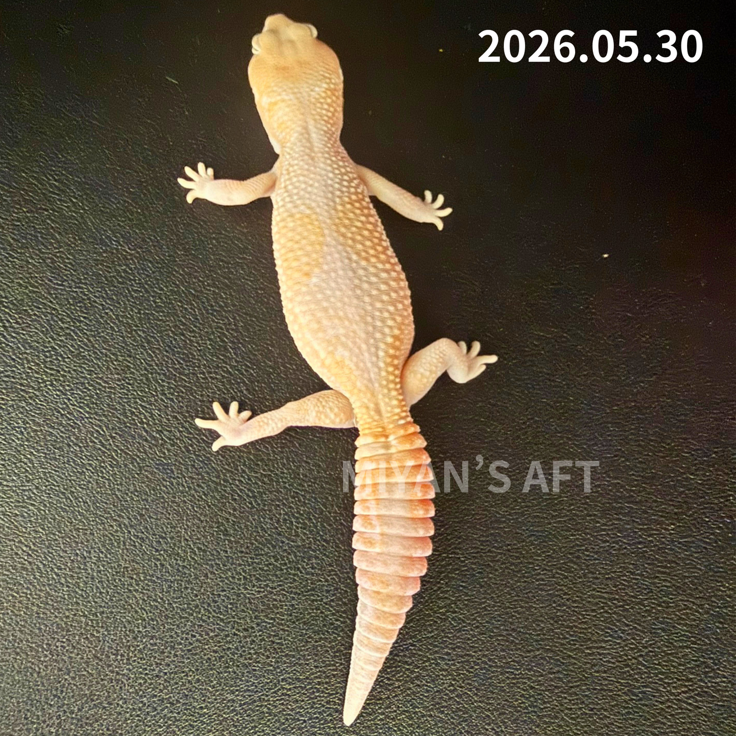 MA-0052　アメルズールー hetキャラメルオレオ　♀