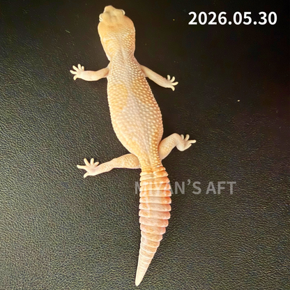 MA-0052　アメルズールー hetキャラメルオレオ　♀