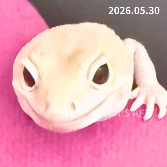 MA-0052　アメルズールー hetキャラメルオレオ　♀