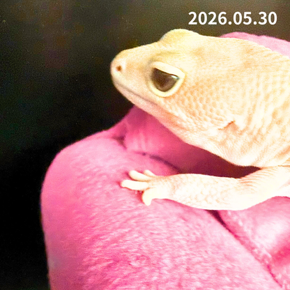 MA-0052　アメルズールー hetキャラメルオレオ　♀