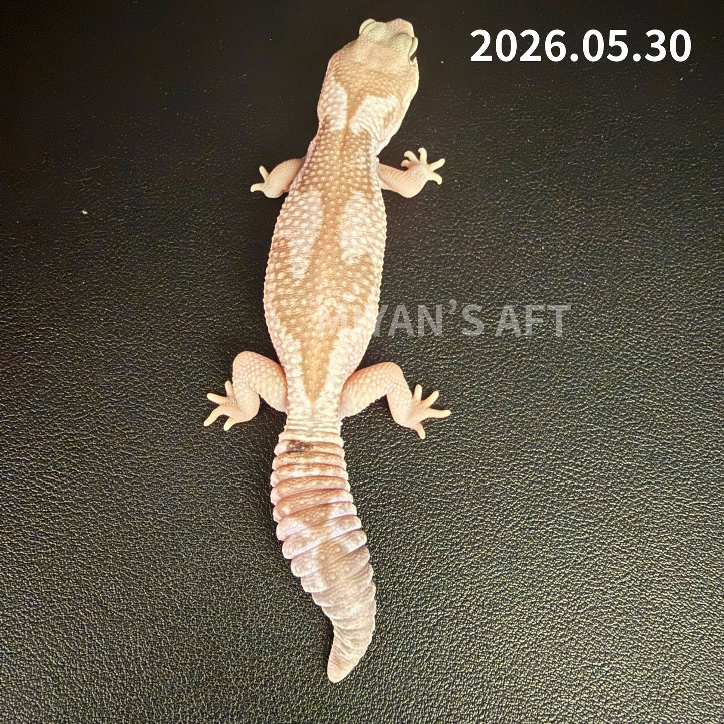 MA-0053　キャラメルオレオズールー　♂　