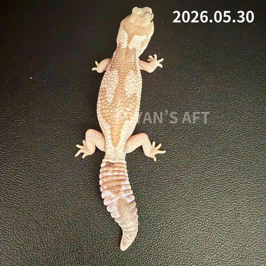 MA-0053　キャラメルオレオズールー　♂　