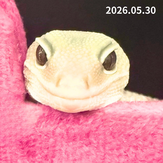 MA-0053　キャラメルオレオズールー　♂　