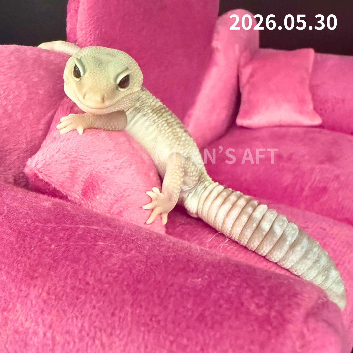 MA-0053　キャラメルオレオズールー　♂　