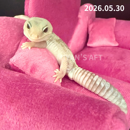 MA-0053　キャラメルオレオズールー　♂　