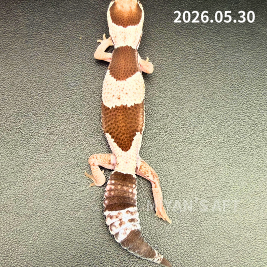 MA-0055　オレオ hetアメルパターンレスズールー　♀　