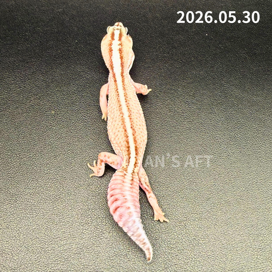 MA-0057　オレオパターンレス hetゴースト　♀